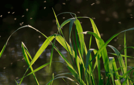 Large-Scale Cattail Removal for Healthier Wetlands
