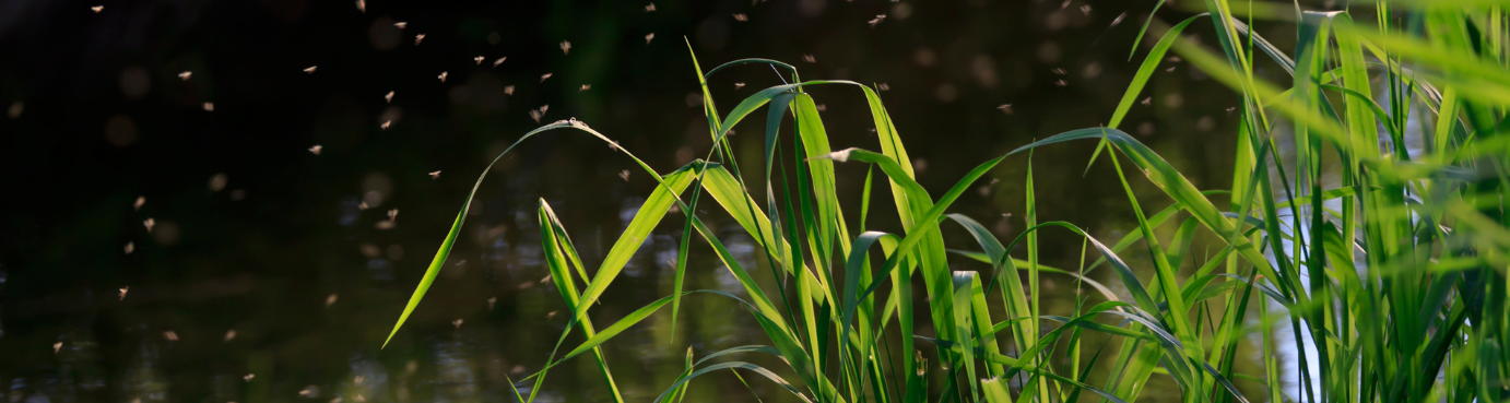 Large-Scale Cattail Removal for Healthier Wetlands