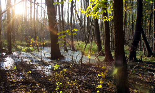Wetland and Marsh Restoration | Image 2