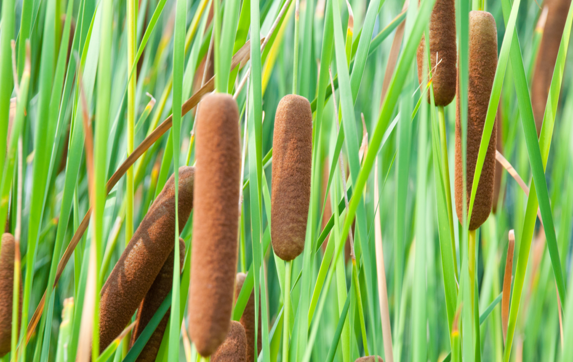 Cattail Removal: What It Is, Why You Need It, and When to Consider It