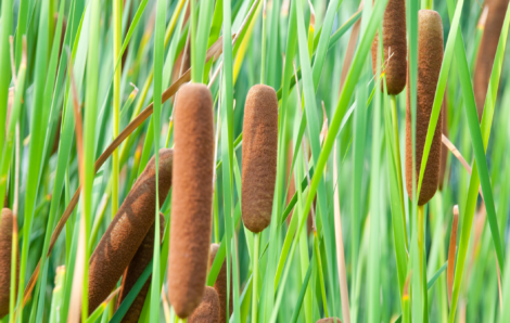 Cattail Removal: What It Is, Why You Need It, and When to Consider It